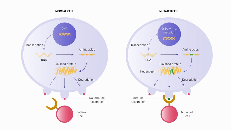 A schematic diagram depicting self antigen production in a normal cell (left) versus neoantigen production as a result of DNA mutations in a mutated cell (right).