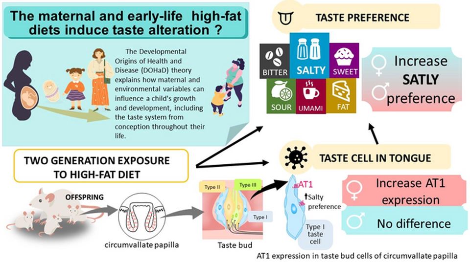 Graphical explanation of the Developmental Origins of Health and Disease (DOHaD) theory.