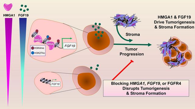 Revolutionizing Pancreatic Cancer Treatment The Stat3 Pathway Approach - wu6ybt8