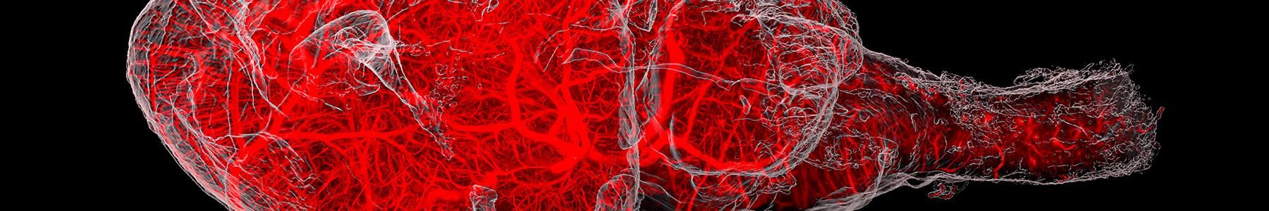 3D RNA Imaging of Mouse Whole Brain at Single-Cell Resolution content piece image 
