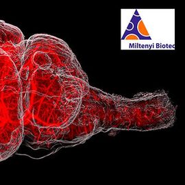 深入第三维度:光显微镜对大型、复杂的样本内容块的形象