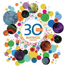 终极指南康宁®基底膜基质®矩阵内容块的形象