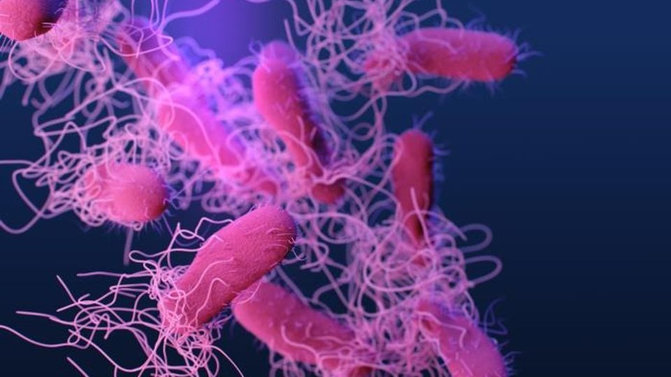 Medical illustration of drug-resistant, nontyphoidal, Salmonella sp. bacteria.