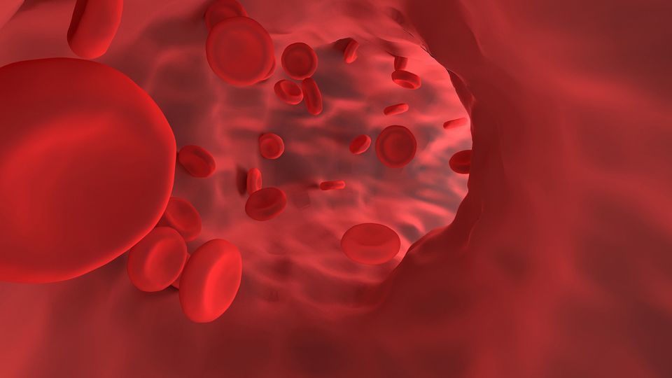 Interior view of red blood cells in a blood vessel.