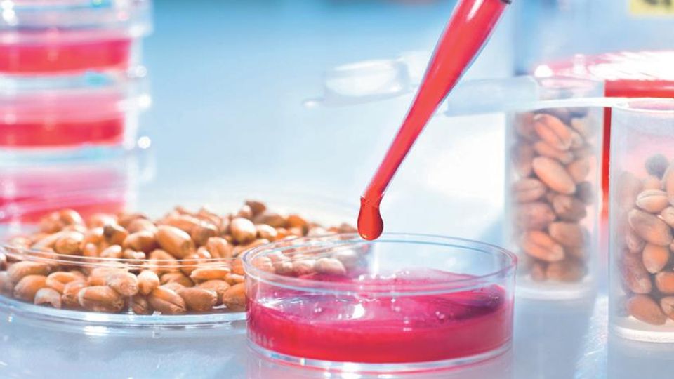 Some grains in a dish and tubes and red liquid being pipetted into another dish.