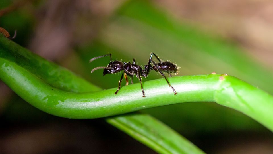 A black bullet ant standing on a green plant stalk.