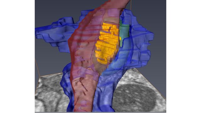 New Images Capture Unseen Details of the Synapse | Technology Networks