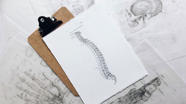 A medical sketch of a spine. 