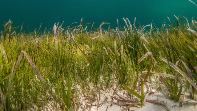 Caribbean Seagrasses Store Masses of Climate-Warming Carbon - Vimarsana News