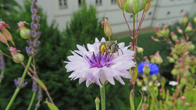 Global Analysis on Pollinators in Cities: Wild Bees and Butterflies Are ...