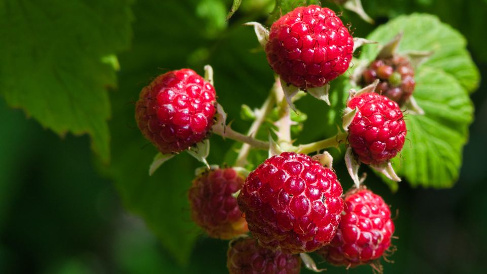 A raspberry plant.