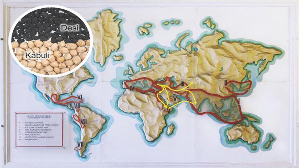 一个世界地图鹰嘴豆的起源。