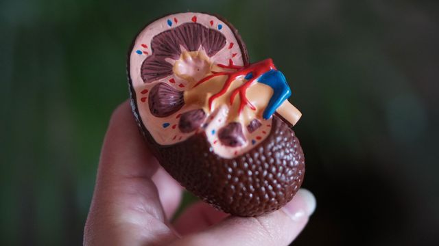 First Successful Transplant of Functional Cryopreserved Rat Kidney Performed - Vimarsana News