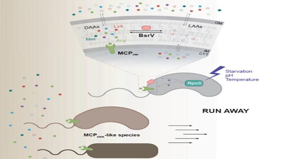 The stress-induced response in cholera bacterium.