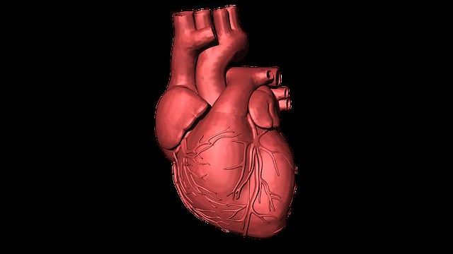 Representation of the human heart. 