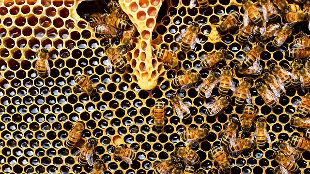 Honey bees on honeycomb. 