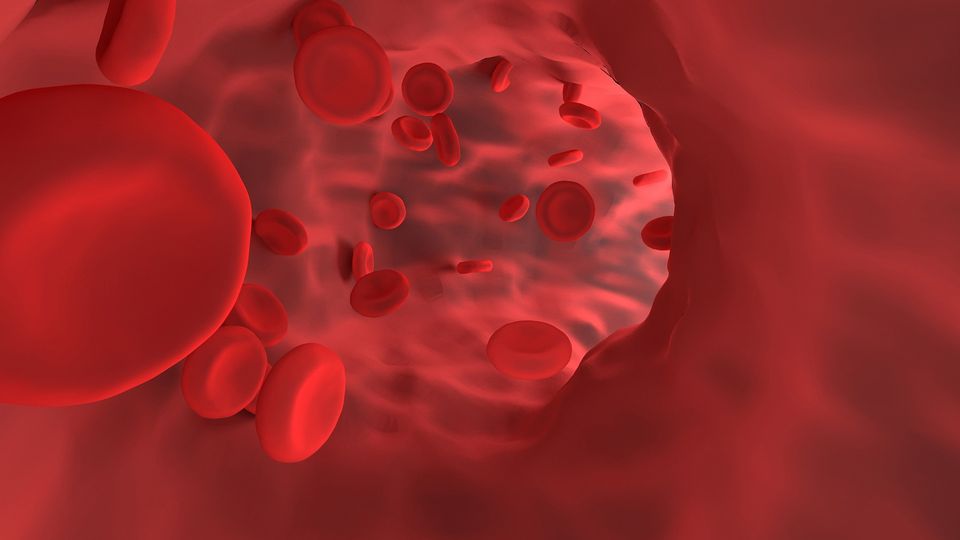 Blood cells in a vessel.