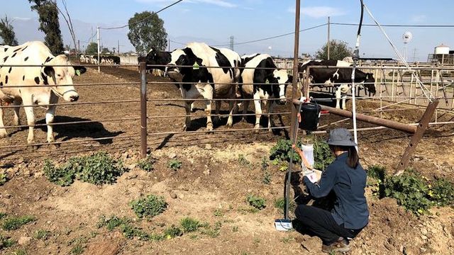 Scientist crouching down setting a midge trap with cattle in pens in the background. 