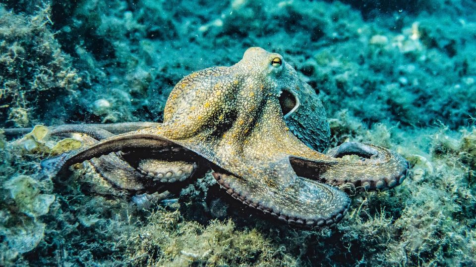 A large octopus 
