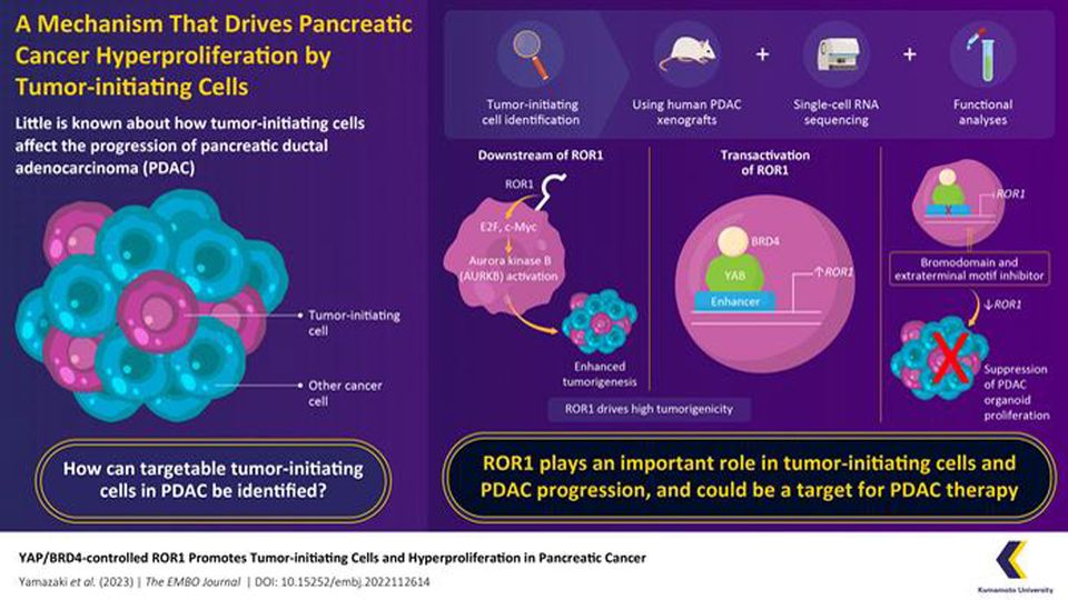 Infographic explaining the mechanism that drives pancreatic cancer hyperproliferation.