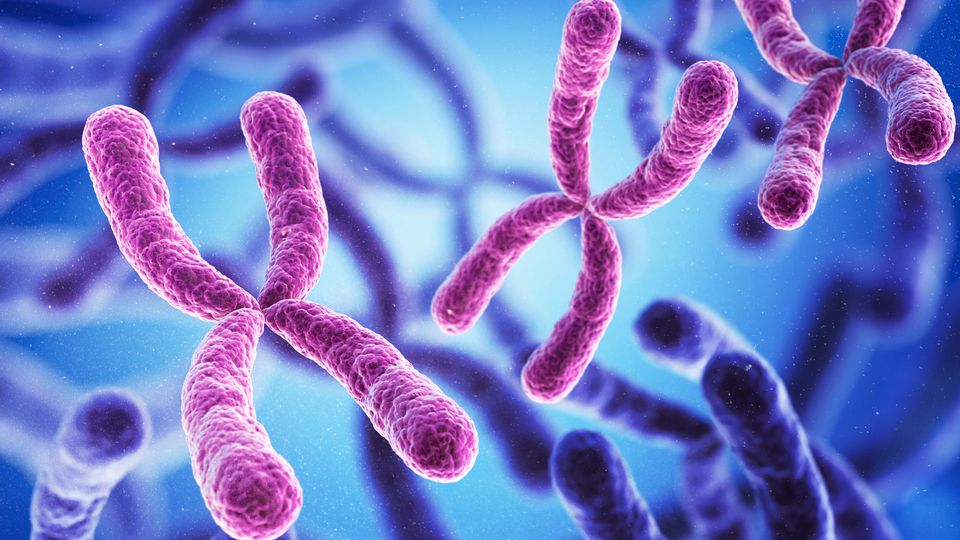 Purple chromosomes