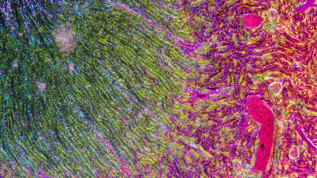 DEEP LEARNING FOR IMAGE ANALYSIS visual data 8