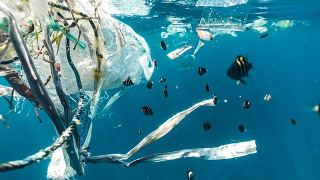 Plastiglomerate "Rocks" Threaten Coastal Ecosystems - Vimarsana News