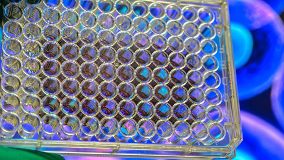 A cell culture 96-well plate.