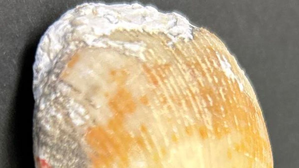 A carboniferous brachiopod photographed against a dark surface.