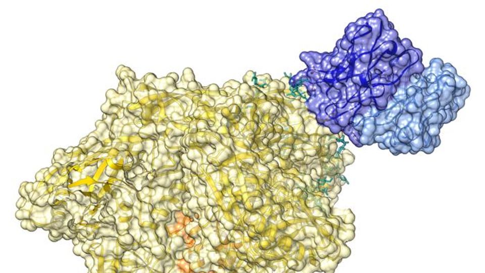 3D rendering of HIV complexed with an antibody.