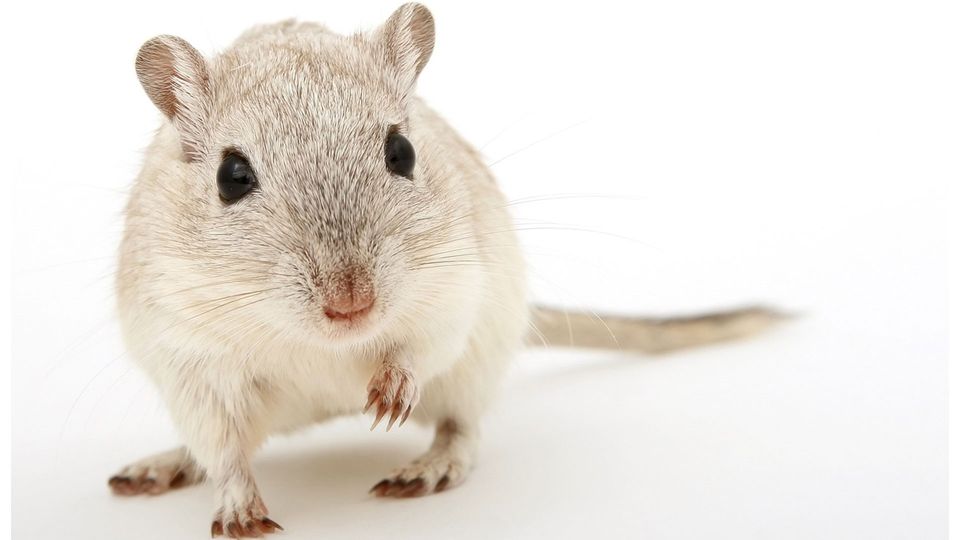 A mouse looks into the camera.