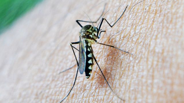 Novel Insecticides Targets Mosquito Hearing - Vimarsana News