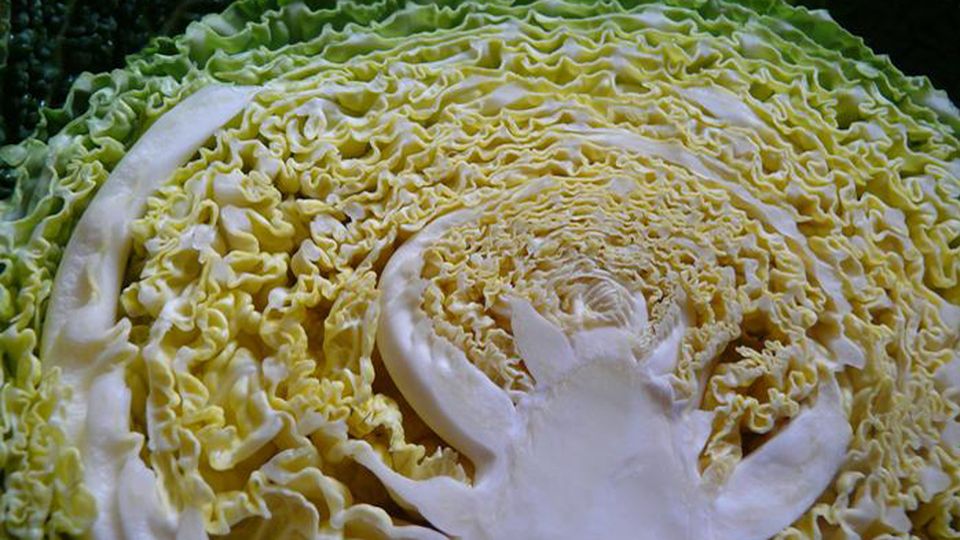 Half a cabbage.