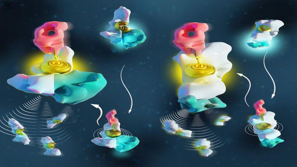 Two chemical languages at the basis of molecular communication.
