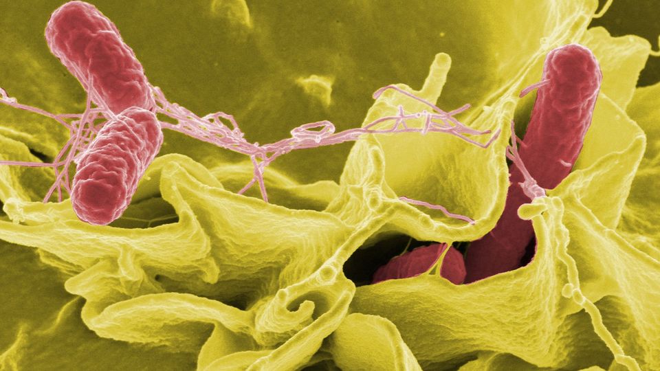 Salmonella bacteria.