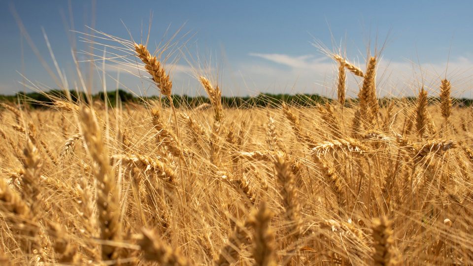A wheat field.