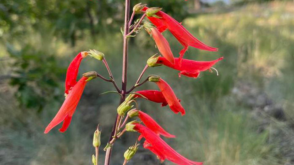 Penstemon barbatus flowering in the Apache-Sitgreaves National Forest, Arizona.