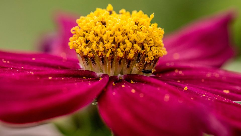 A purple flower with pollen showing.