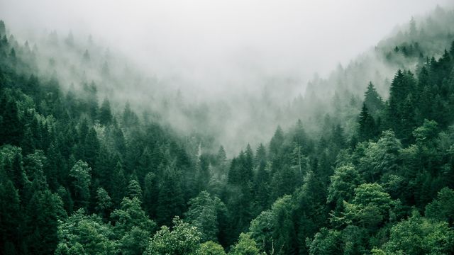 Neutral Forest Tropical Forests Are Almost Carbon Neutral Yet Temperate Forests Remain ...