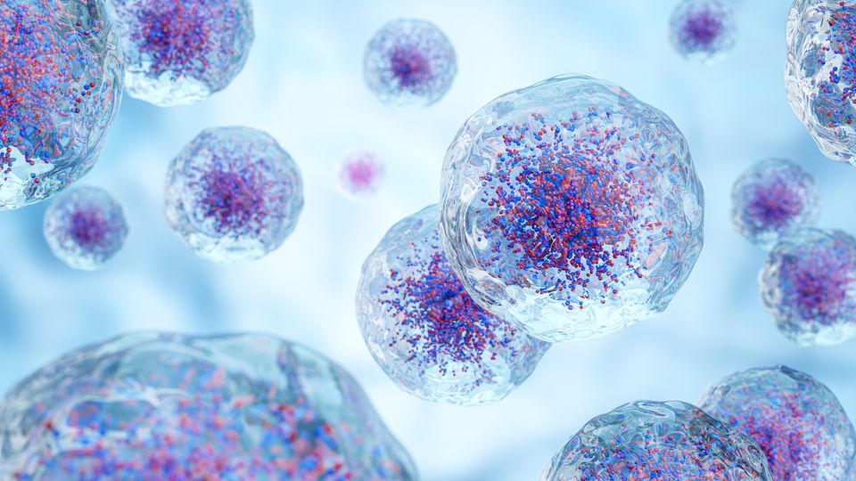 SLU PP 332 Capsules Cell health | Shaanxi BLOOM Tech Co., Ltd SLU PP 332 Capsules Cell health | Shaanxi BLOOM Tech Co., Ltd