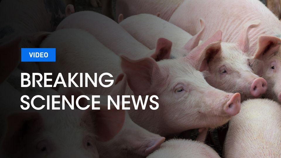 Breaking Science News logo on top of piglets.