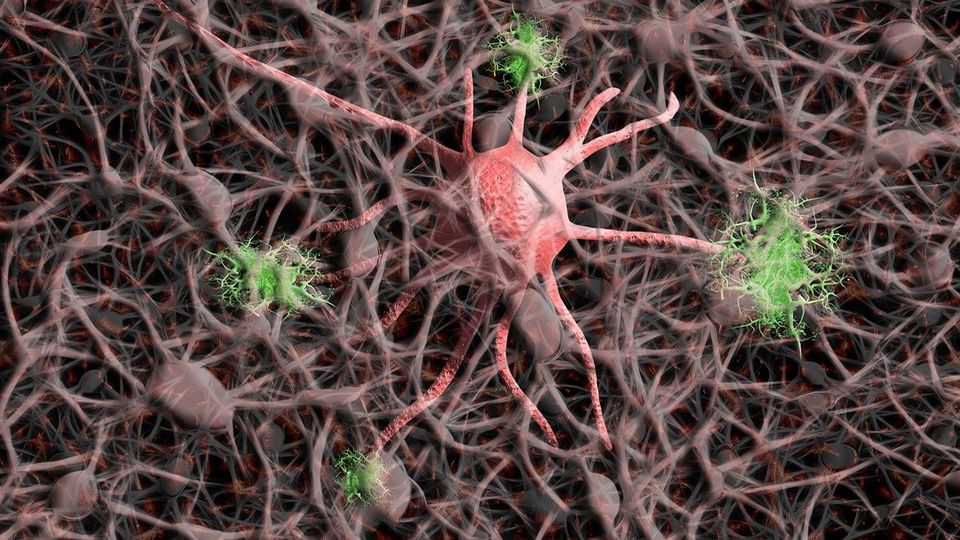 Nerve cells.