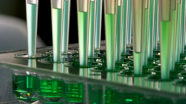 Pipette tips containing green solution.