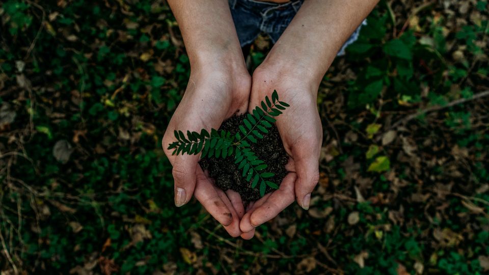 A person holding a plant.