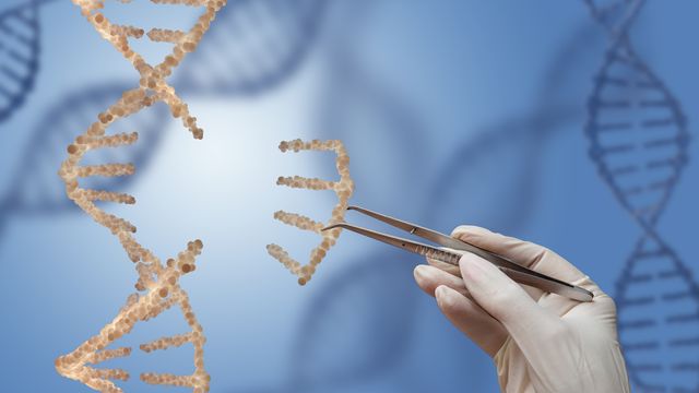 Double helix structure of DNA with a section separated held by tweezers.