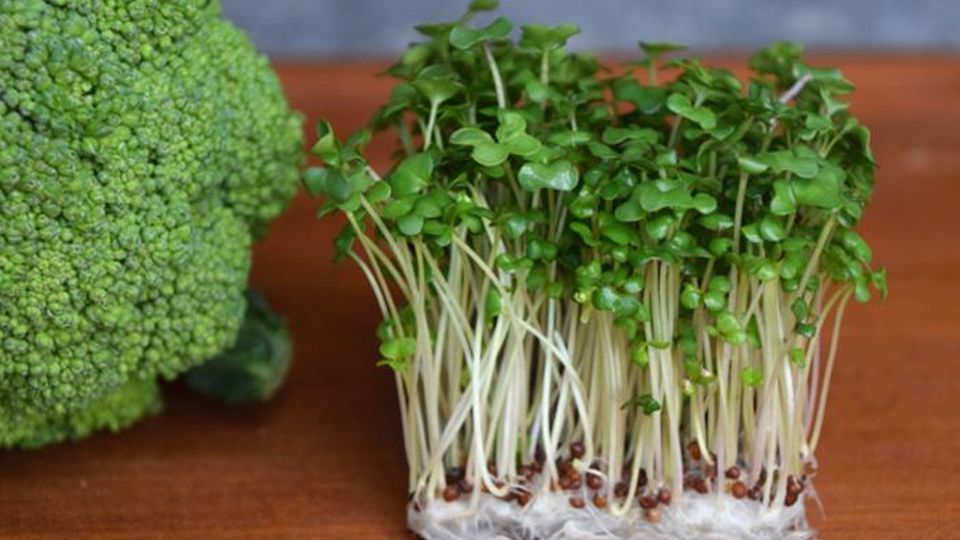 Broccoli sprouts next to a mature broccoli.