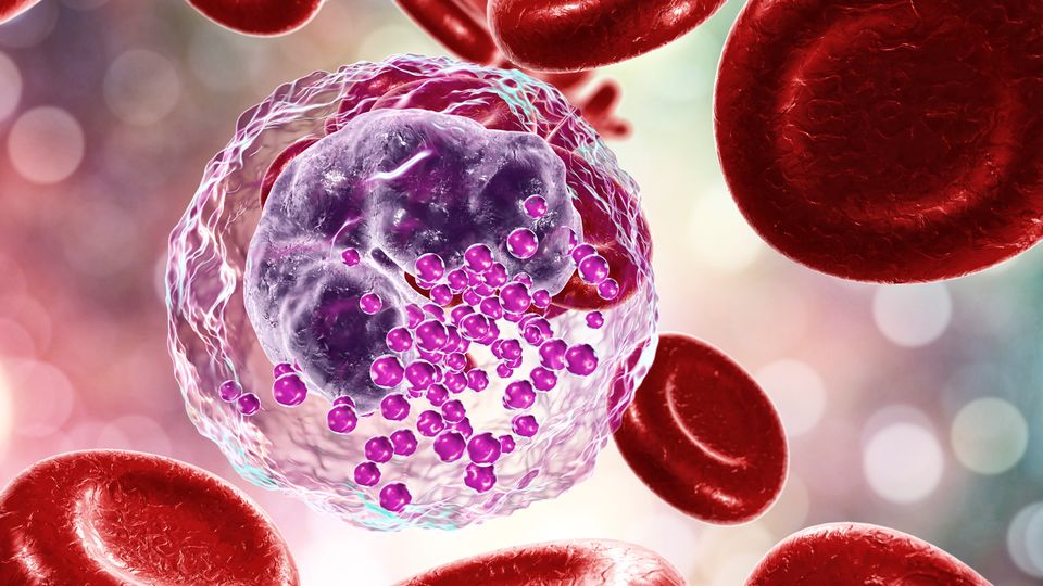 Artistic rendering of a basophil, showing the nucleus and granules, surrounded by red blood cells.