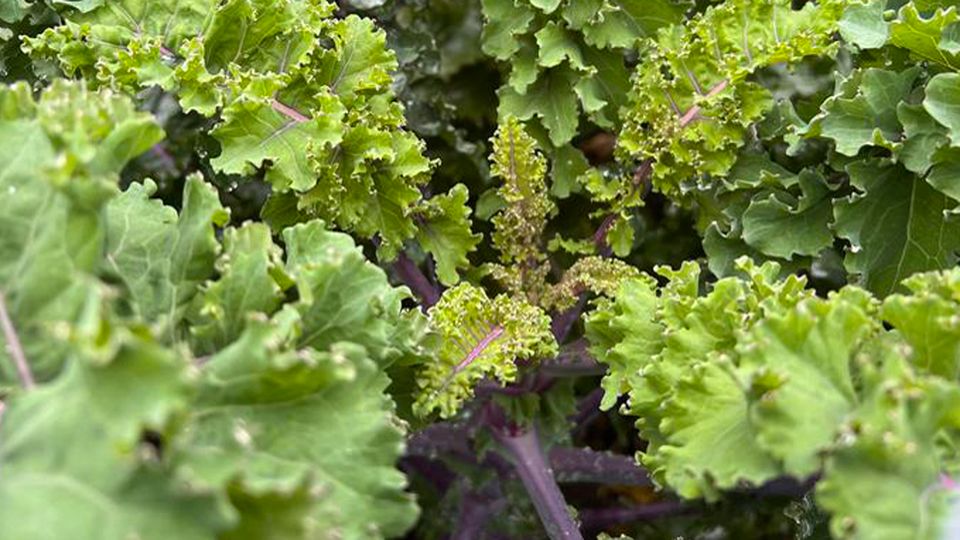 Kale leaves.