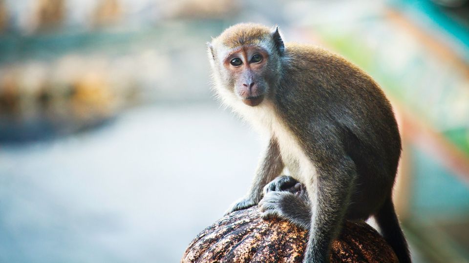 A cynomolgus monkey.