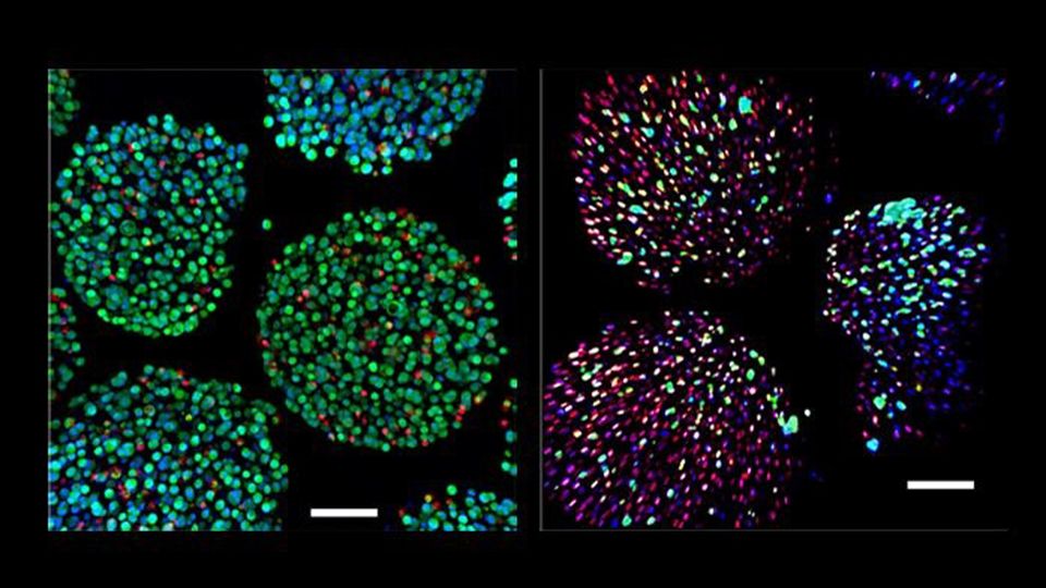 A side-by-side comparison of cells supported by the oxygenation device (left) and cells without the device support (right).